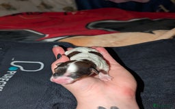 Cavapoo dogs for sale: Gorgeous cavapoo puppies  - Image 11