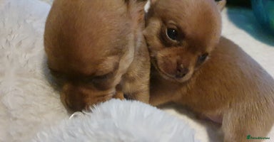 Chihuahua dogs - Advert 2