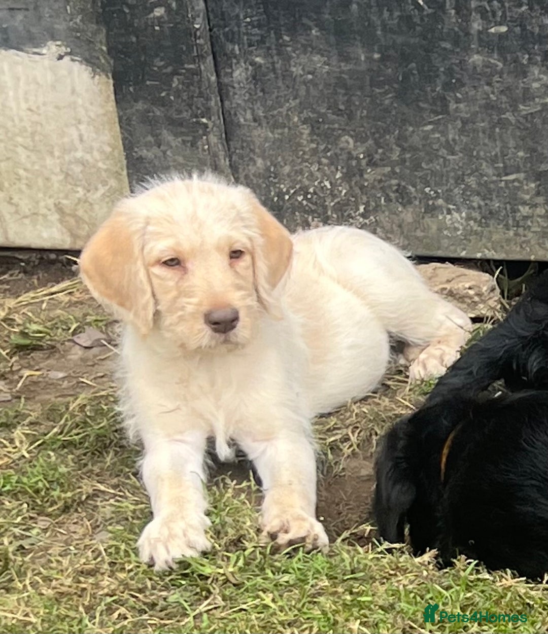 Labradoodle dogs for sale: Labradoodle  - Image 11