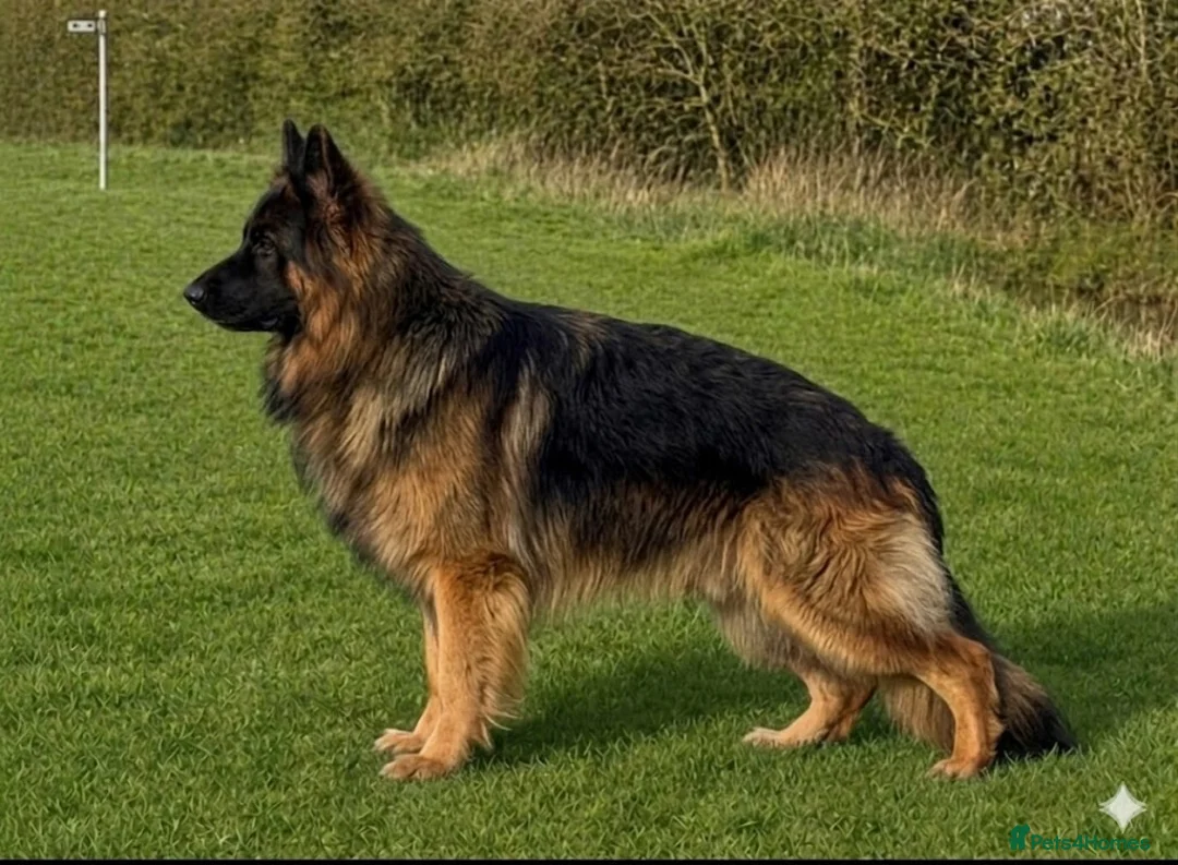 German Shepherd dogs for stud: Standing at Stud in Spalding - Advert 2