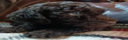 Labradoodle dogs for sale: Stunning F2 Labradoodle pups... Available soon - Advert 10