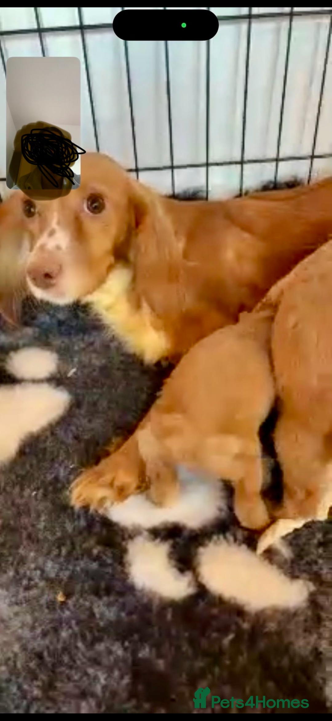 Cocker Spaniel dogs for sale: Stunning cocker spaniel puppies - Advert 3