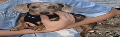 Miniature Dachshund 1