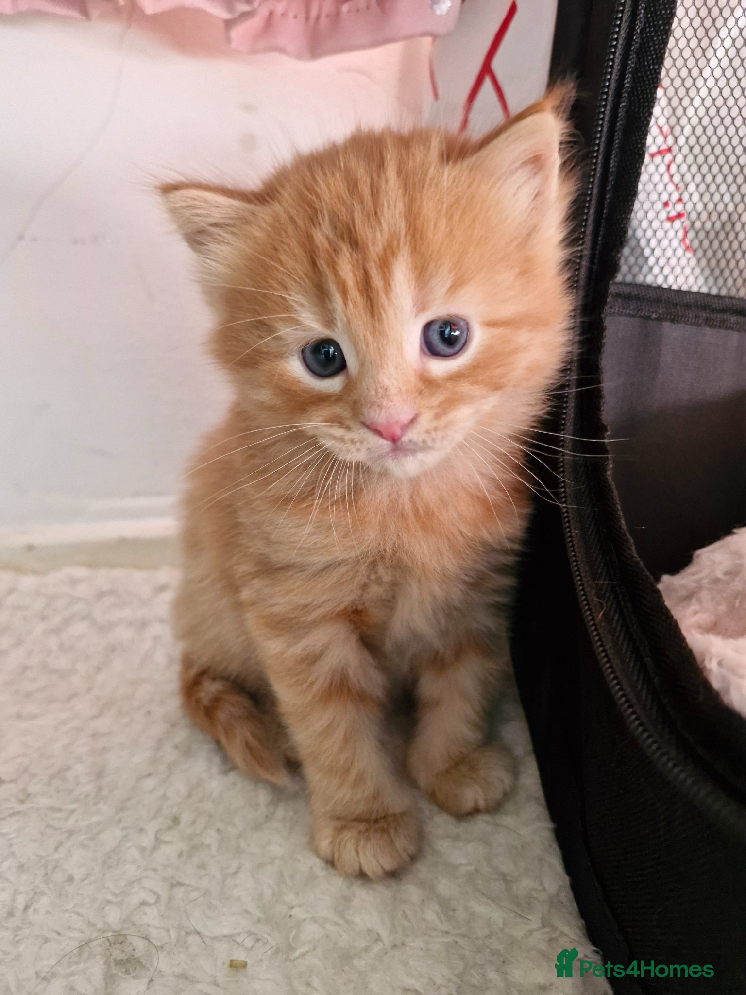 Mixed Breed cats for sale: Cute ginger kittens 1 short haired 2 fluffy  in Liverpool - Advert 18