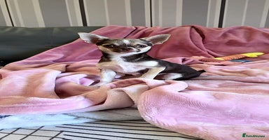 Chihuahua dogs in Basildon - Advert 3