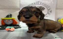 Miniature Dachshund dogs for sale: Stunning miniature wire haired dachshunds  - Image 1