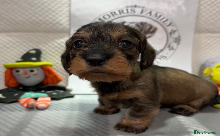 Miniature Dachshund dogs - Advert 1