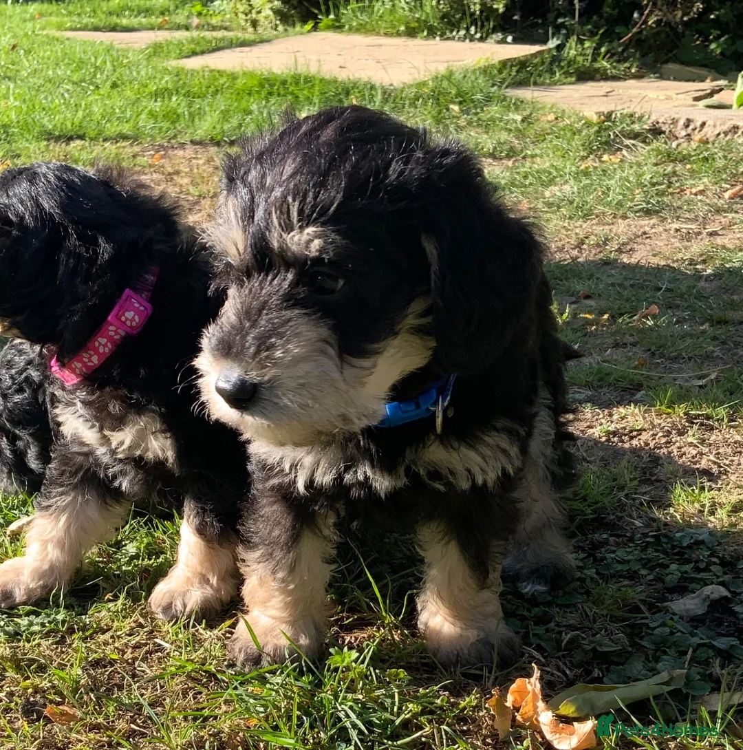 Schnoodle dogs for sale: Happy confident Schnoodle puppies  - Advert 39