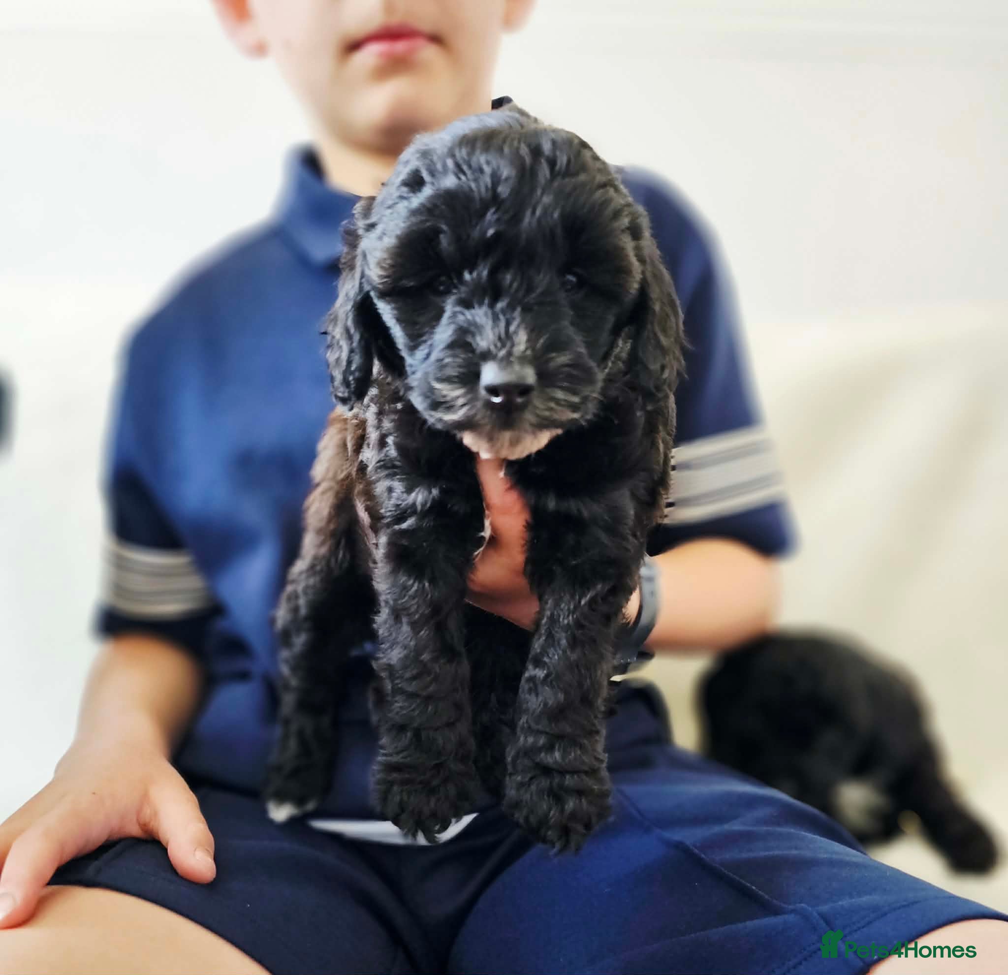 Cockapoo dogs F2 show cockapoo puppies 2 girls READY NOW - Advert 1