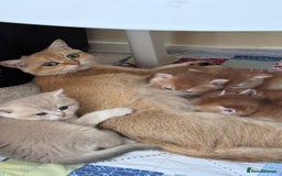 British Shorthair cats for sale: GCCF BSH BY12 GOLDEN CHOCOLATE KITTENS  - Image 21
