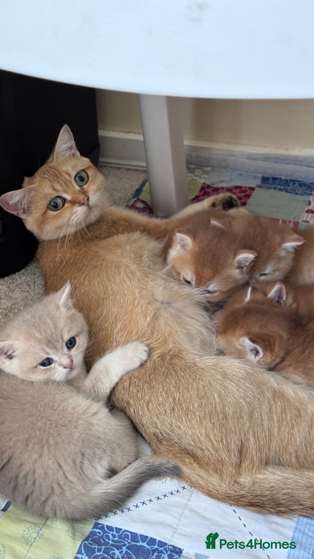 British Shorthair cats for sale: GCCF BSH BY12 GOLDEN CHOCOLATE KITTENS  - Image 21