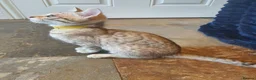 Bengal cats for sale: 🐆💕Very Beautiful Tica Registered Bengal Kittens. - Advert 39