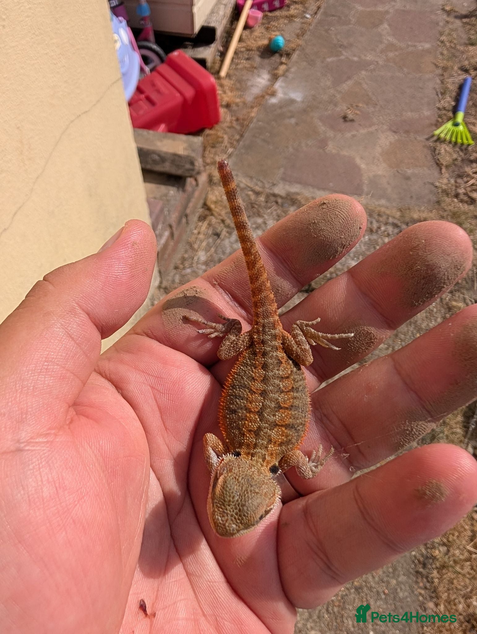 Bearded Dragon reptiles Red baby available soon ( 1 left ) - Advert 11
