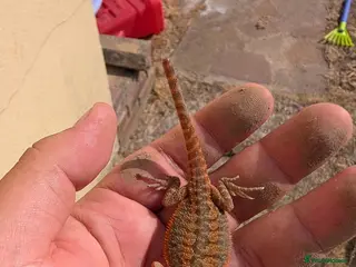 Bearded Dragon reptiles Red baby available soon ( 1 left ) - Advert 11