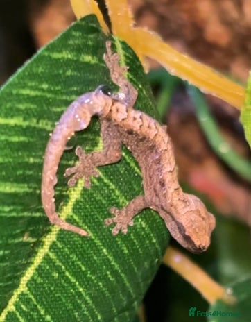 Gecko reptiles Baby mourning geckos for sale! - Advert 2