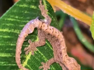 Gecko reptiles Baby mourning geckos for sale! - Advert 3