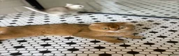 Scottish Fold cats for sale: 4 x SILVER CHINCHILLA SCOTTISH FOLD/STRAIGHT - Advert 2