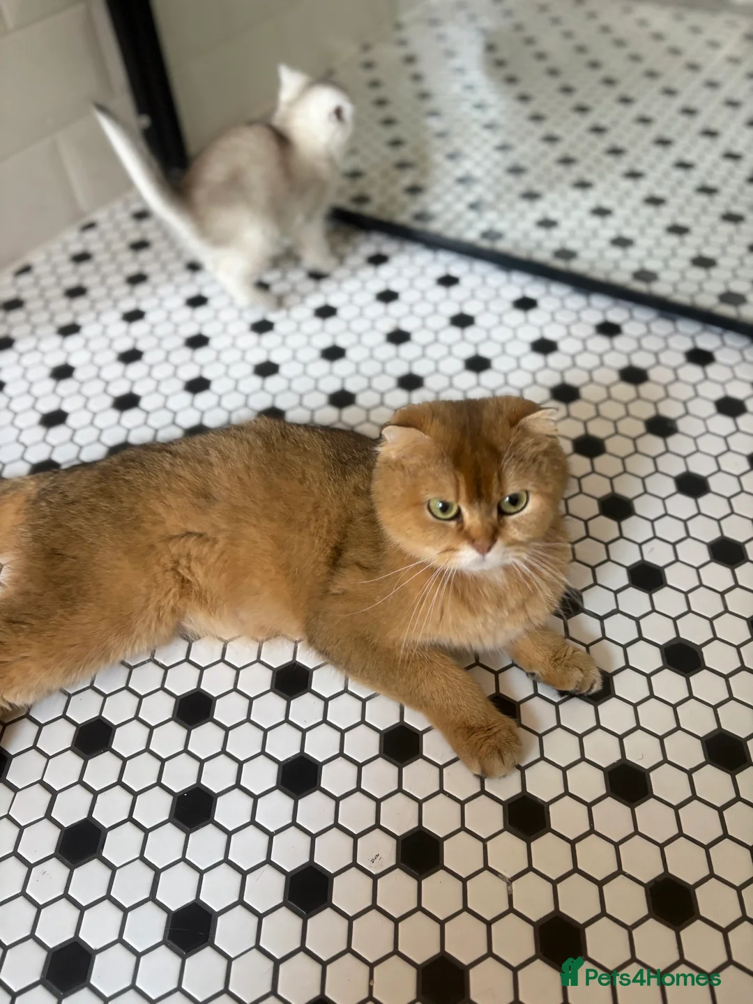 Scottish Fold cats for sale: 4 x SILVER CHINCHILLA SCOTTISH FOLD/STRAIGHT - Advert 2