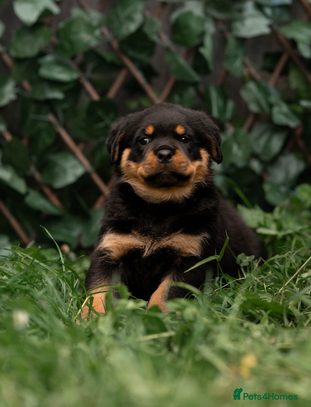 Rottweiler dogs for sale: Beautiful KC registered Rottweiler puppies  - Image 35