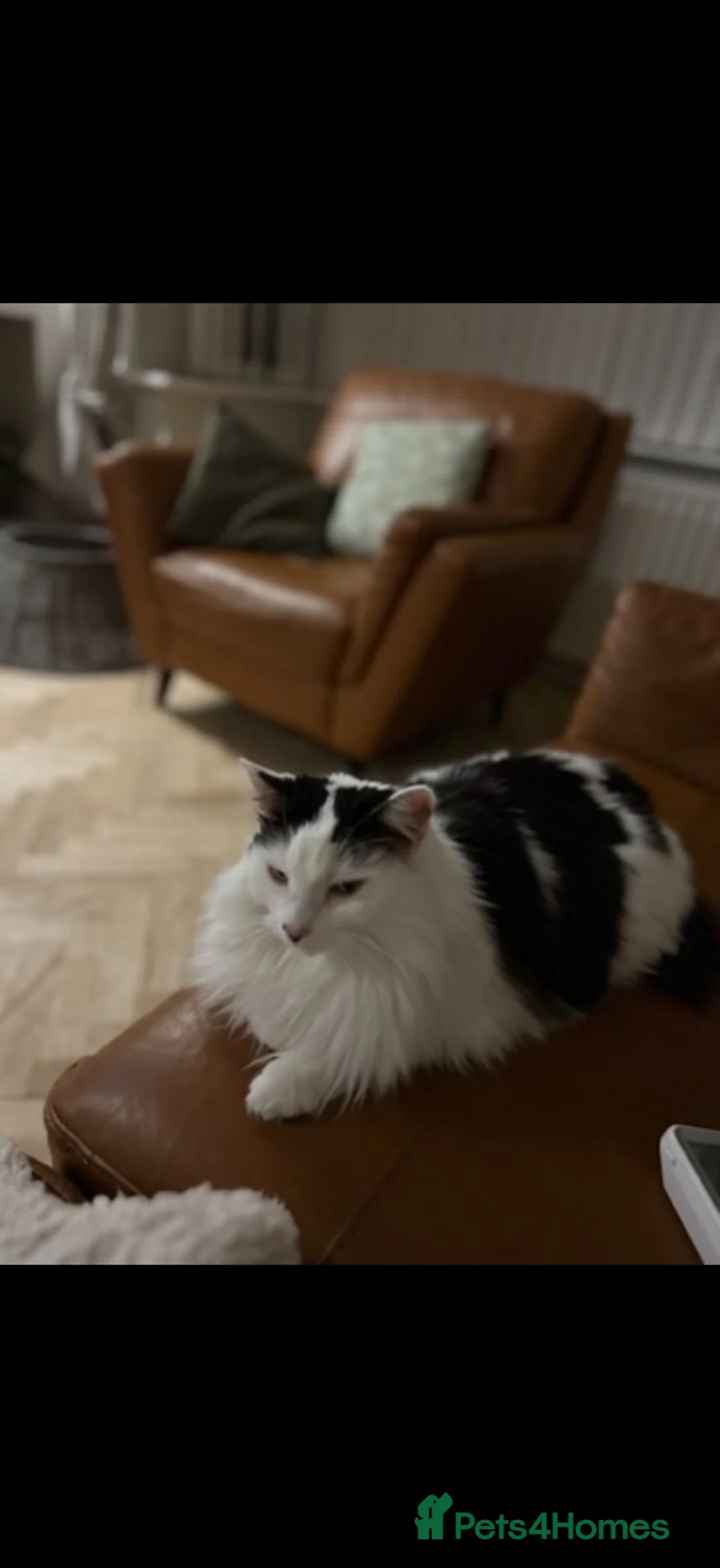 Mixed Breed cats for sale: Beautiful Home Wanted for Our loved Cat, Fluffy ❤️ - Advert 2