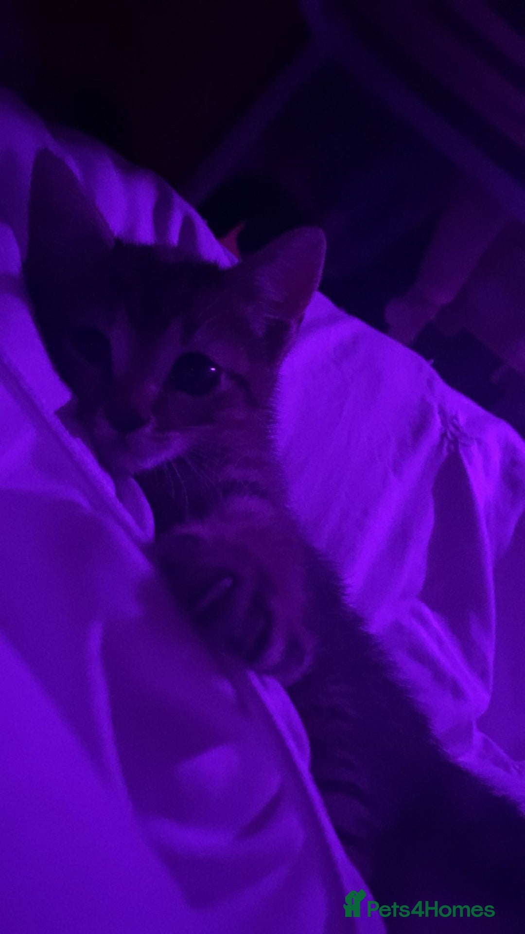 Bengal cats for sale: Beautiful baby bengal girl  - Advert 7