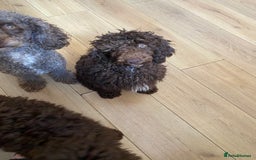 Miniature Poodle dogs for sale: 500ono Reduced 1 choc boy to find forever homes  in Malton - Image 40
