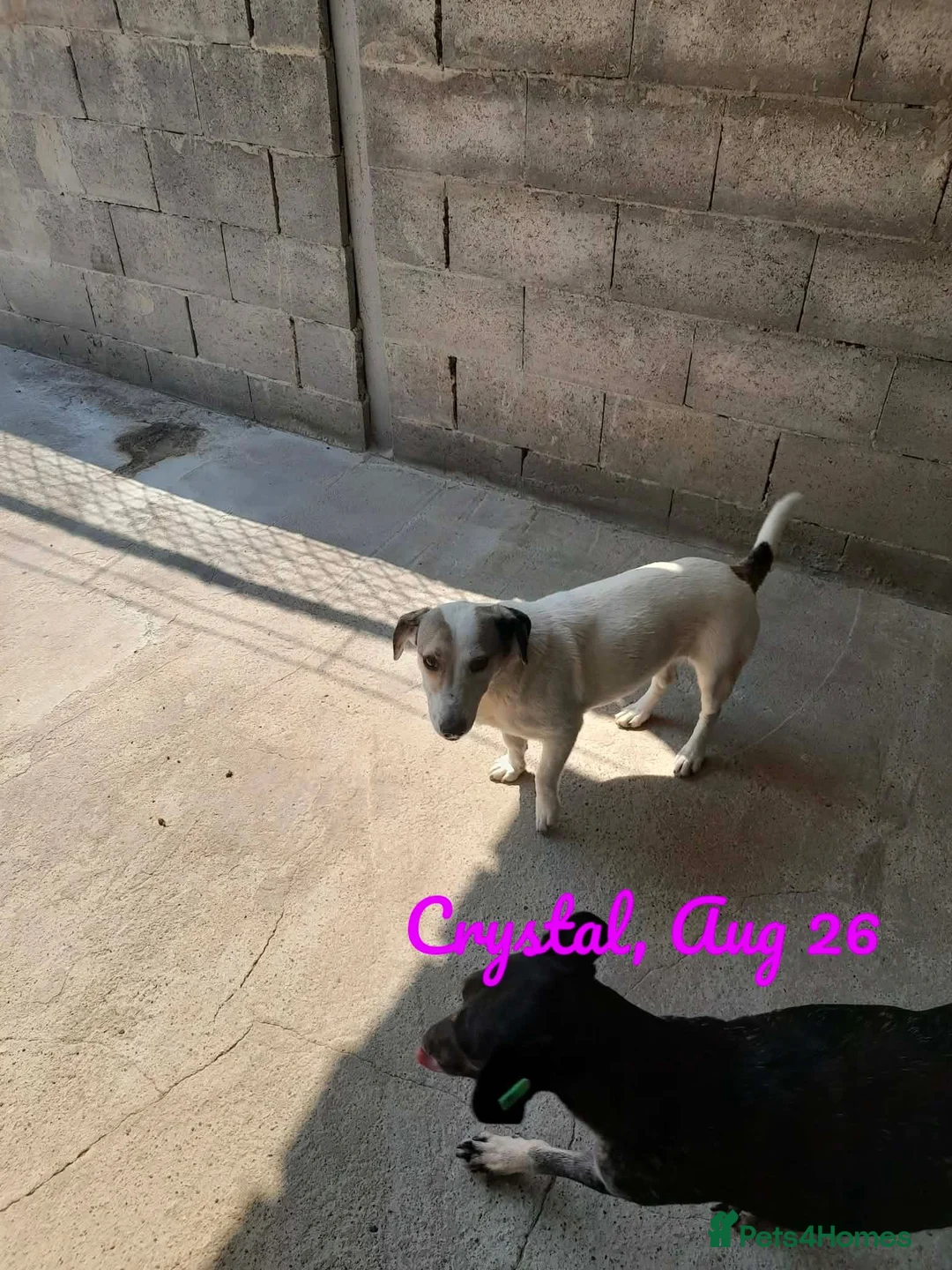 Mixed Breed dogs for adoption: Crystal, 6 yrs approx. Available for adoption. - Advert 1