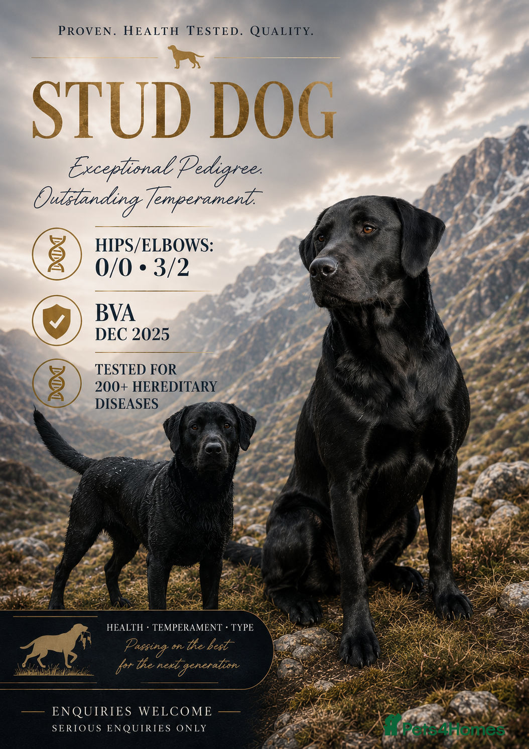 Labrador Retriever dogs KC Trialing Lines/Working Stud - Advert 1