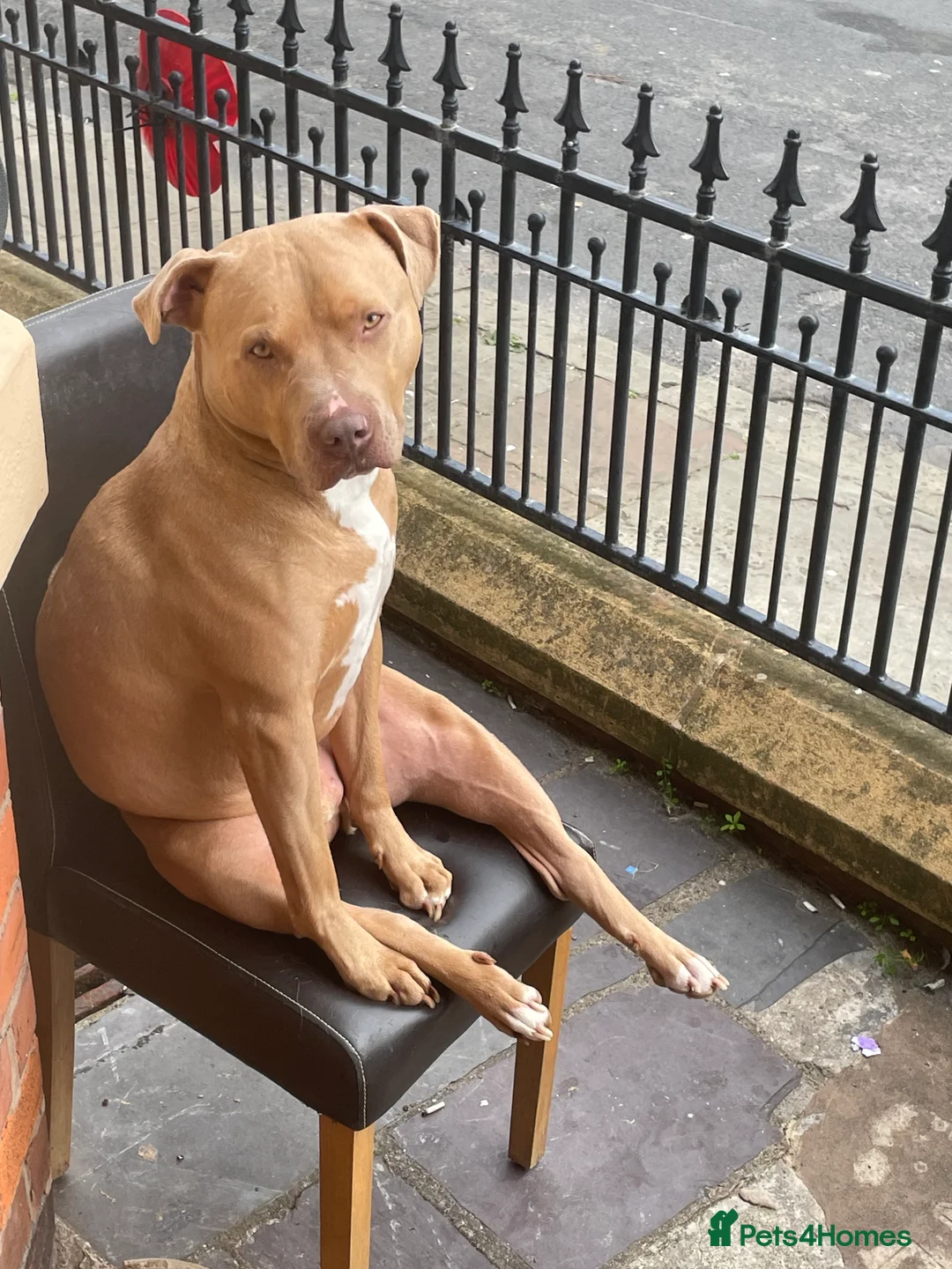 Mixed Breed dogs for sale: Staffy cross - Advert 2