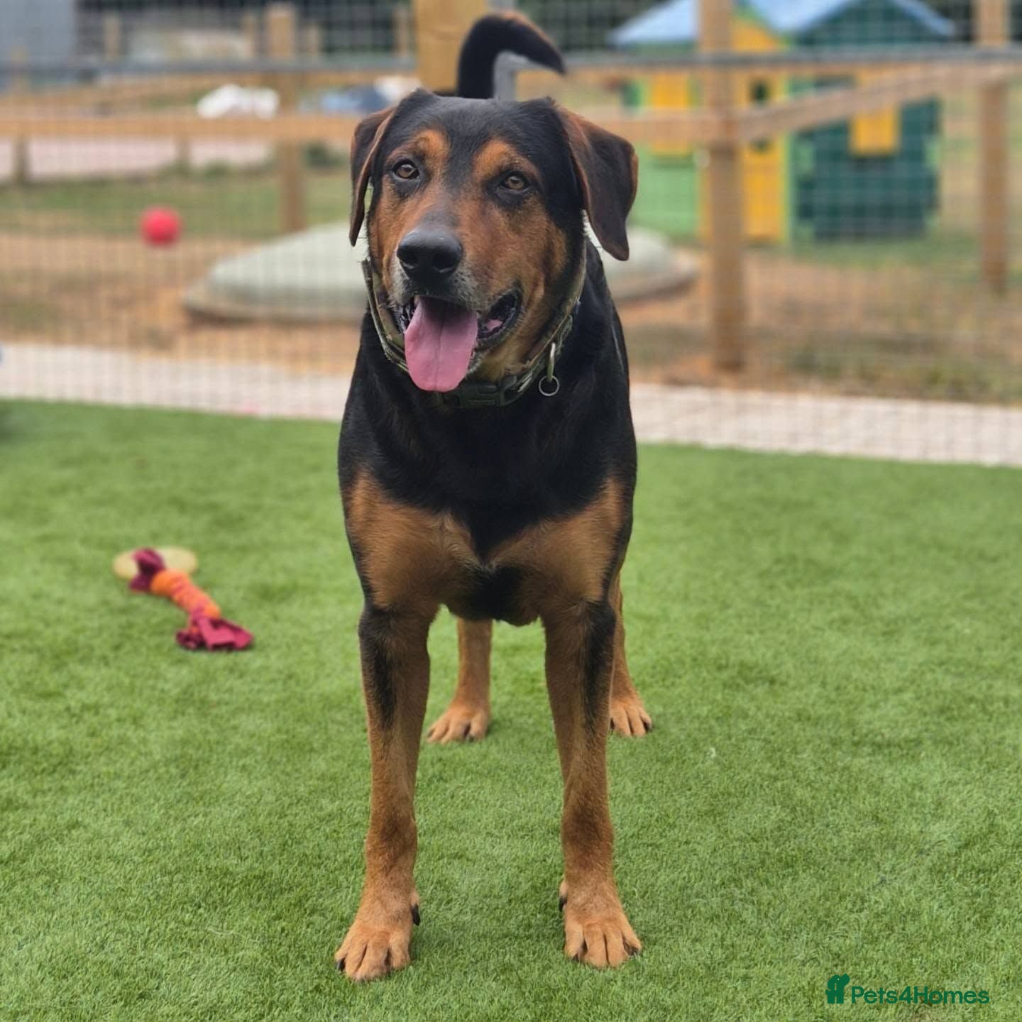 Huntaway dogs LENNY- Older Huntaway - Advert 2