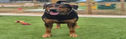 Huntaway dogs for adoption: LENNY- Older Huntaway - Advert 1
