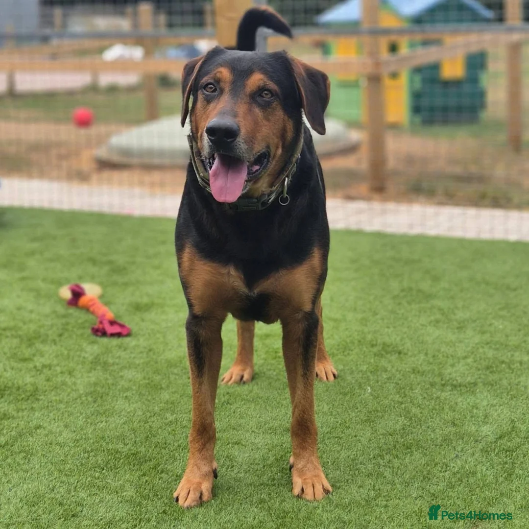 Huntaway dogs for adoption: LENNY- Older Huntaway - Advert 1