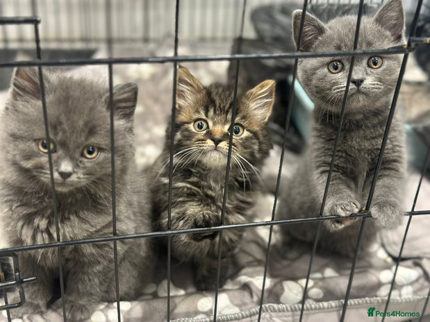 British Shorthair cats - Advert 4