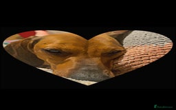 Dachshund dogs for sale: Light brown dachshund with light blue eyes  - Image 2