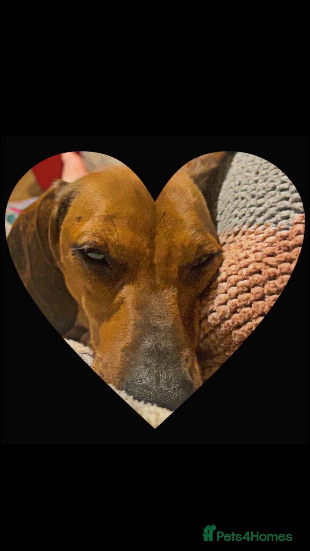 Dachshund dogs for sale: Light brown dachshund with light blue eyes  - Image 2