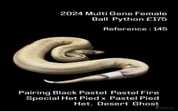 Python Snake reptiles for sale: Various Emoji Pied Ball Pythons Royal Snake  - Image 16
