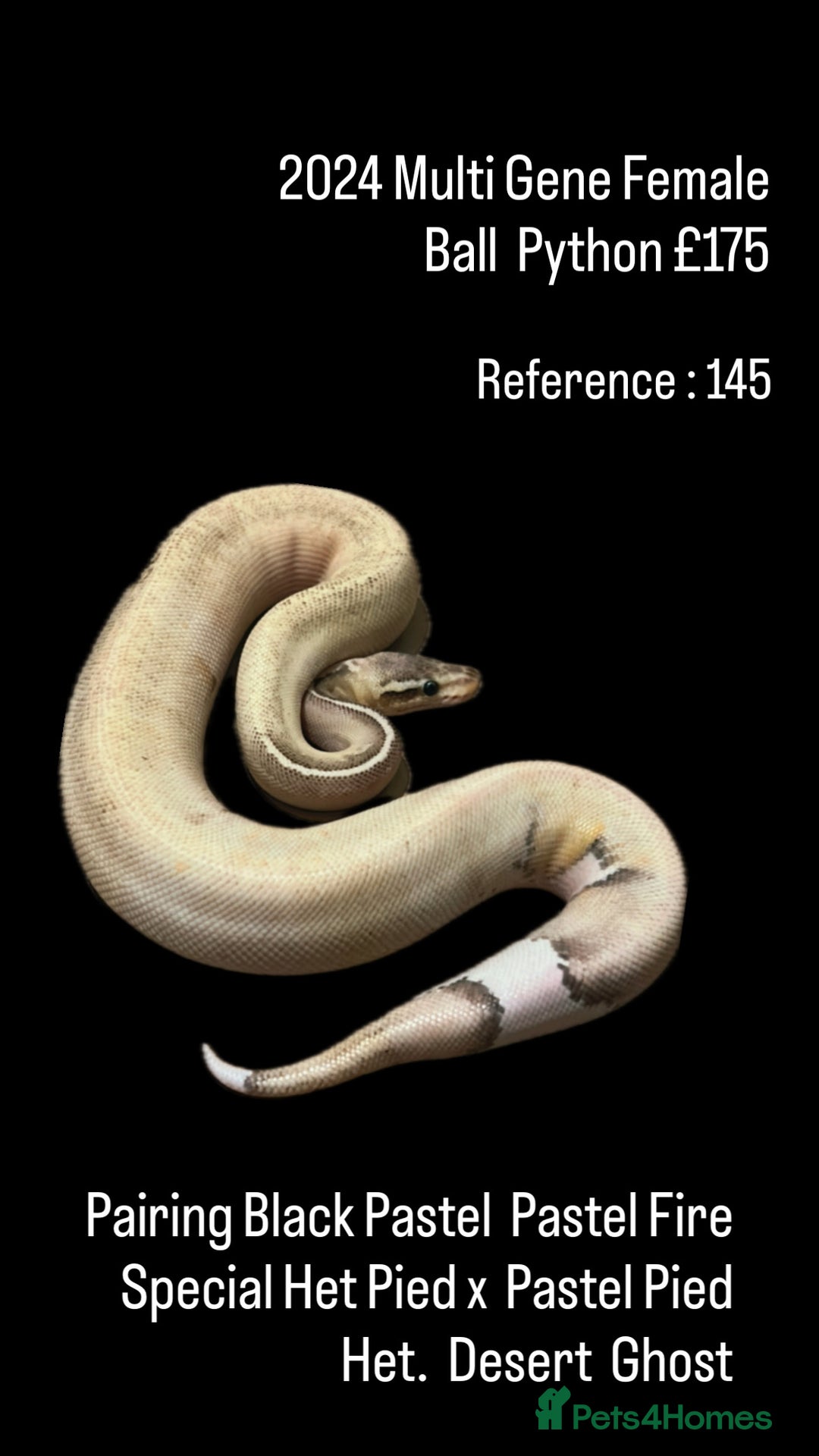 Python Snake reptiles for sale: Various Emoji Pied Ball Pythons Royal Snake  - Image 16