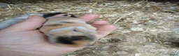 Mini Lop rabbits for sale: Waiting list for new bundles of joy  - Advert 14
