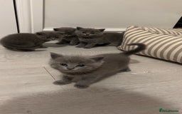 British Shorthair cats for sale: BSH Kittens • 3 Males • Ready to leave at 10 weeks - Image 3
