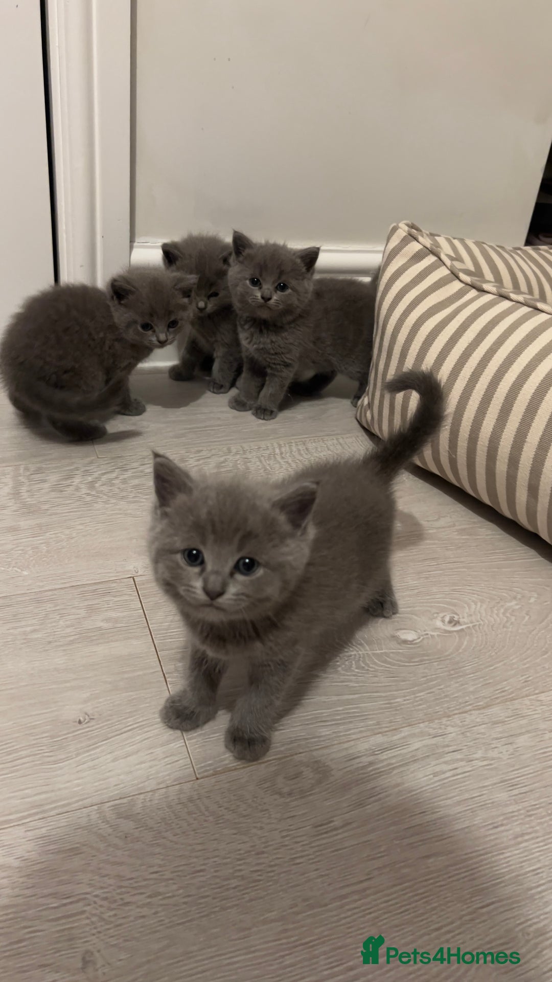 British Shorthair cats for sale: BSH Kittens • 3 Males • Ready to leave at 10 weeks - Image 3