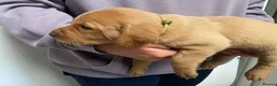 Labrador Retriever dogs for sale: Labrador pups from working lines  - Advert 8