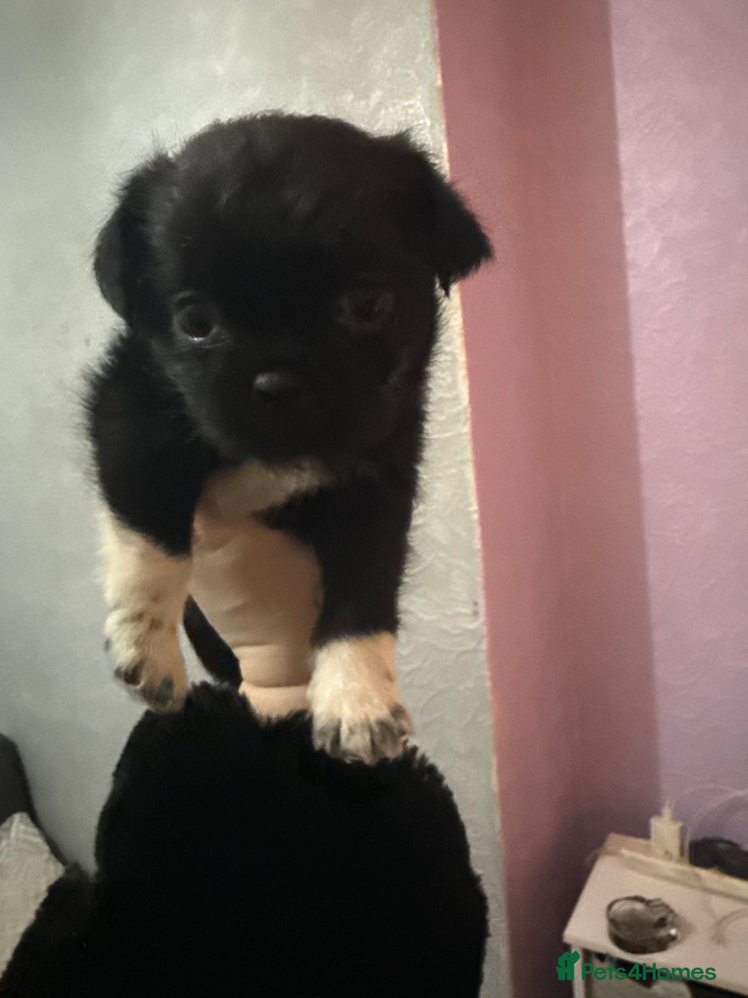 Mixed Breed dogs for sale: Pug cross shihtzu puppies for sale  - Advert 8