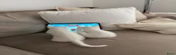 Russian Blue cats for sale: Russian White kittens Ready to go now  - Advert 5