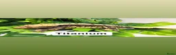 Gecko reptiles for sale: Updated Mixed crested geckos  - Advert 9