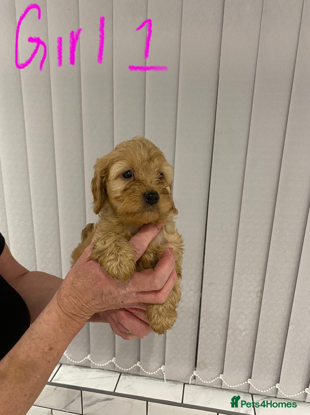 Cockapoo dogs for sale: F1 Red Cockapoo Puppies  - Advert 3