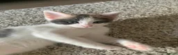 Mixed Breed cats for sale: Meet the Purr-fect Trio: Kurilian Bobtail Mixes - Advert 18