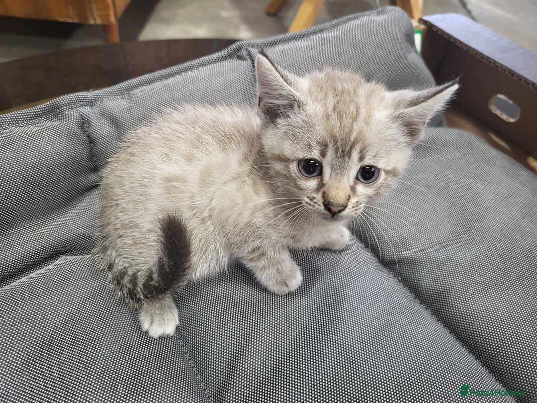 Bengal cats for sale: Pure Bengal kittens  - Image 1