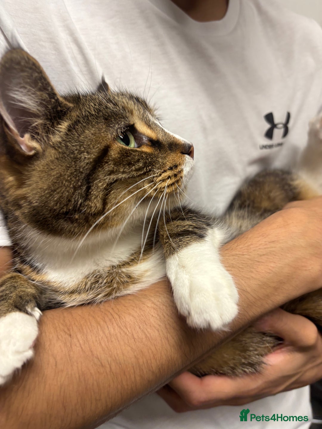 Domestic Shorthair cats for sale: Milly - Image 5