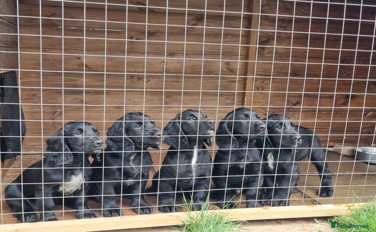 Cocker Spaniel dogs - Advert 2