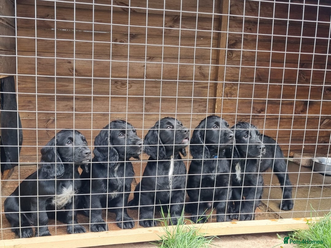 Cocker Spaniel dogs for sale: Stunning Black working Cocker Spaniel Puppies - Image 1